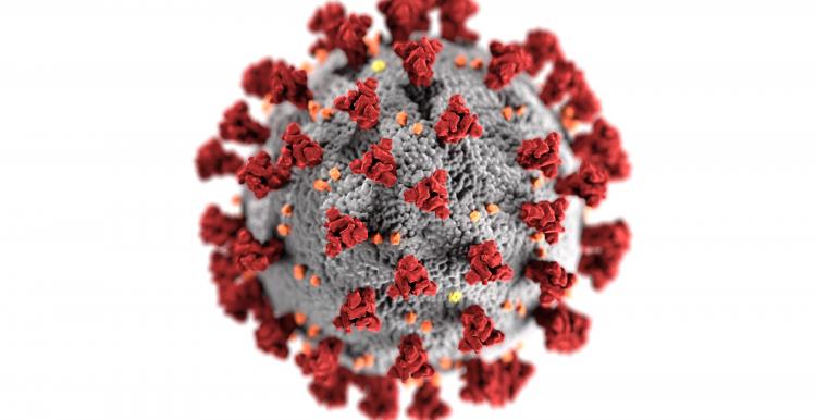 Virus particle